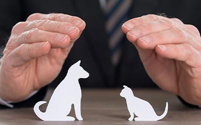 Pet-Insurance-gallery